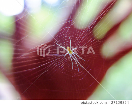 掌中的蜘蛛 27139834