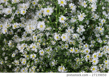 Little white flower and a green leaf plant Little white flower and a green leaf plant 27139850