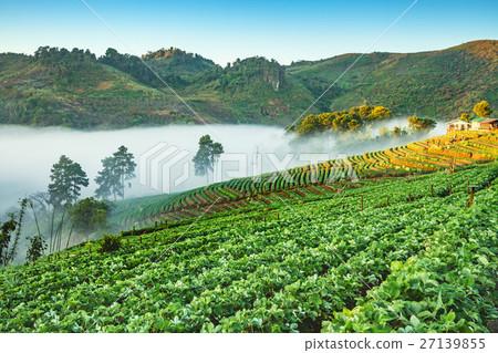 Strawberry garden at Doi Ang Khang , Chiang Mai,  27139855