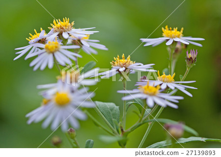 Wildflower Flower Wildflower Flower 27139893