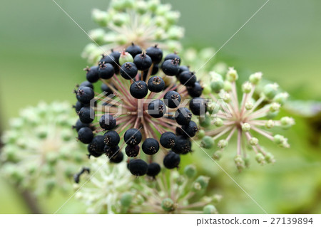 Udon noodles Udon noodles 27139894