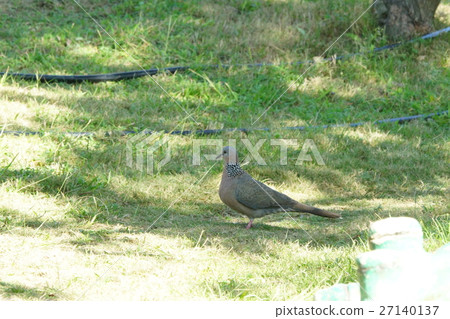 珠頸斑鳩 珠頸斑鳩 27140137