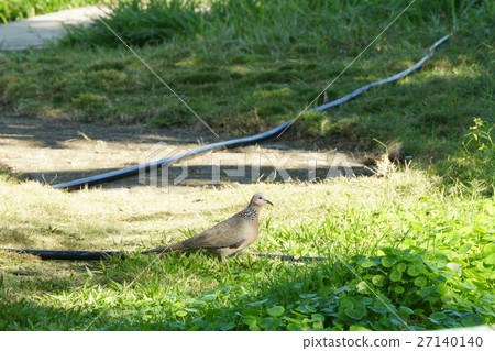 珠頸斑鳩 珠頸斑鳩 27140140