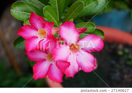 沙漠玫瑰 27140627