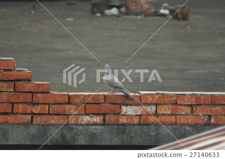 Pearl neck Pearl neck 27140633