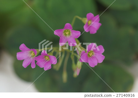 酢漿花 酢漿花 27140916