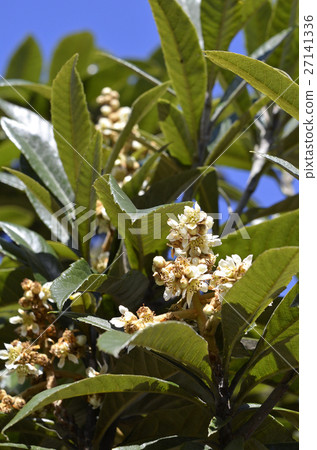 Loqui (loquat) 27141336