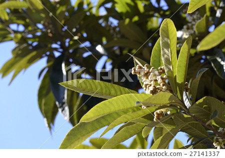 Loqui (loquat) 27141337