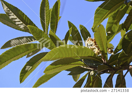 Loqui (loquat) 27141338