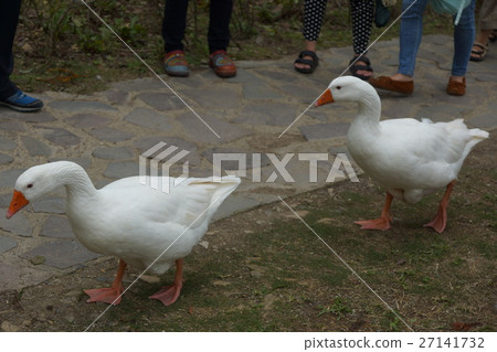 鵝 鵝 27141732