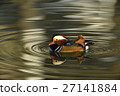 鴛鴦 27141884