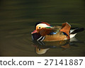 鴛鴦 27141887