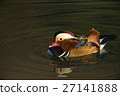 鴛鴦 27141888