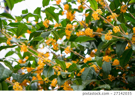 Flower of Kinmokusei 27142035