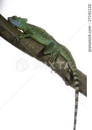 綠色蛇怪 綠色蛇怪 27142128