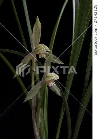 Harukenran Harukenran 27142129