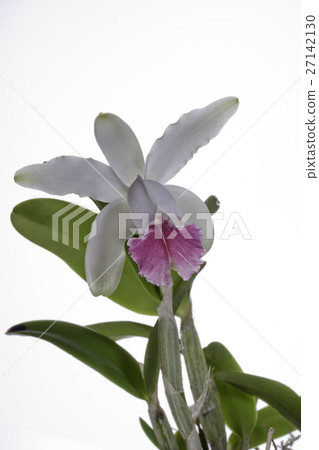 Cattleya Intermedia Cattleya Intermedia 27142130