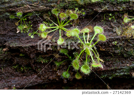 在倒下的樹上生長的淡水魚 27142369