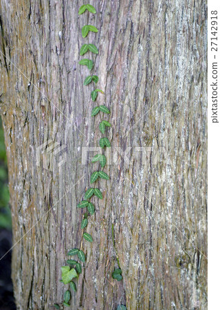 樹木和植物背景材料 樹木和植物背景材料 27142918