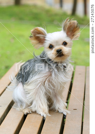 Dog (Yorkshire Terrier) Dog (Yorkshire Terrier) 27143076