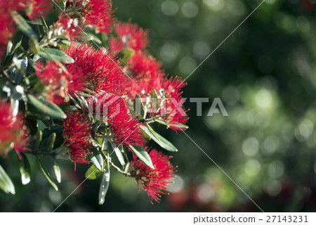 New Zealand's natural Christmas tree 27143231