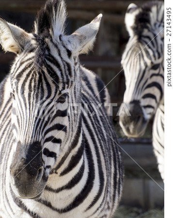 zebra  27143495
