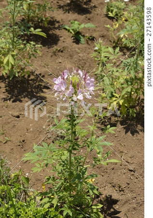 Sparkler · Lavender 27143598