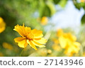 Flower yellow 27143946
