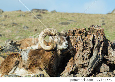 Mufflon sleeping 27144369