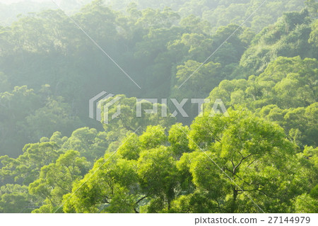 樹林 27144979