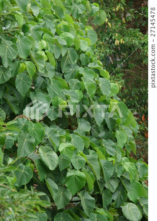 leaf leaf 27145478