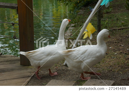 鵝 27145489