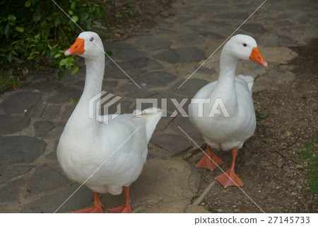 鵝 鵝 27145733