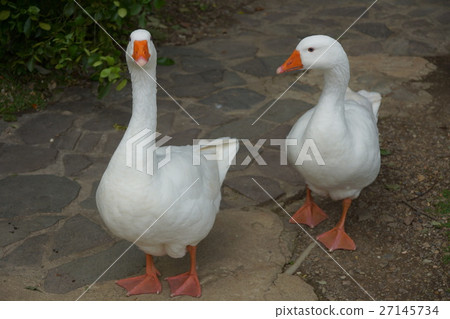 鵝 鵝 27145734