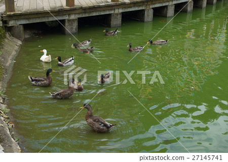 鴨 27145741