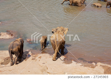 Elephants on Sri Lanka 27145903