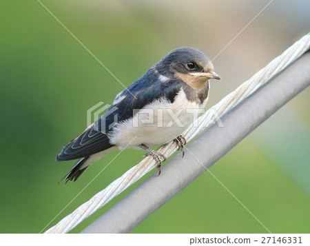 Swallow's nesting chicks 27146331