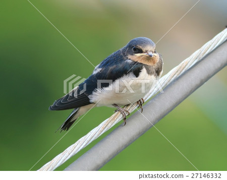 Swallow's nesting chicks Swallow's nesting chicks 27146332