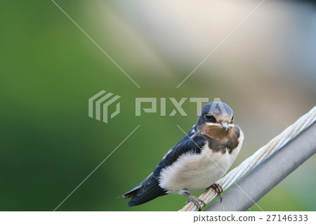 Swallow's nesting chicks Swallow's nesting chicks 27146333