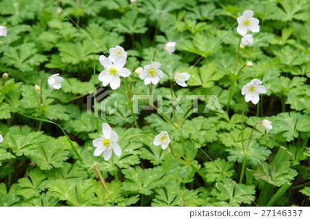 Two-wheeled grass 27146337