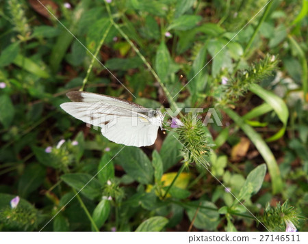 Monsieur beach during moths 27146511