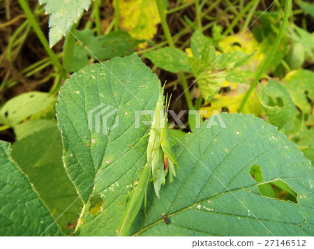 Mating offspring Mating offspring 27146512