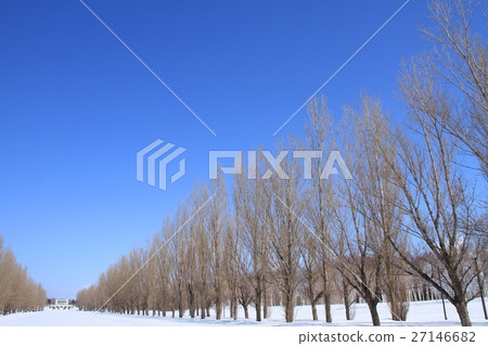 Snow and blue sky · Maeda Forest Park Snow and blue sky · Maeda Forest Park 27146682