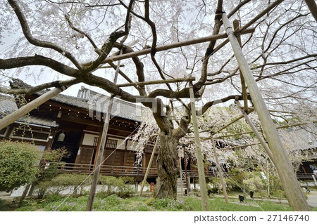 Bishamondo Monster Market Branary Sakura Yamina Kyoto Bishamondo Monster Market Branary Sakura Yamina Kyoto 27146740