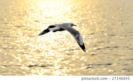Migrate seagull in sunset. Migrate seagull in sunset. 27146843