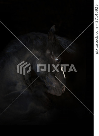 Portrait of black horse isolated on black background Portrait of black horse isolated on black background 27146929