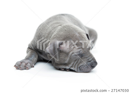 Thai ridgeback puppy isolated on white Thai ridgeback puppy isolated on white 27147030