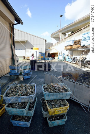 Stacked oysters before washing Stacked oysters before washing 27147405