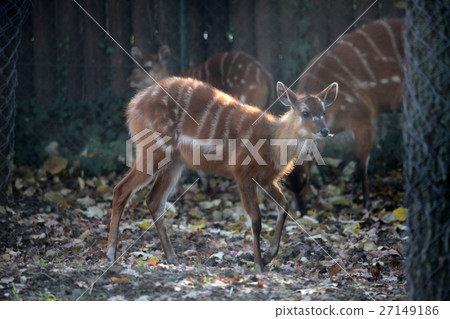 Sitatunga, Tragelaphus spekii 27149186