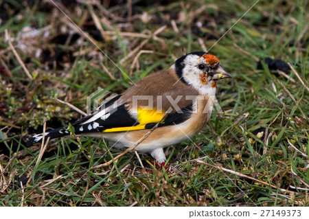 European Goldfinch feeding at Oland Island Sweden 27149373